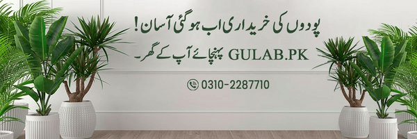 Why Tulsi Plant in Pakistan Is Great for Home Gardens