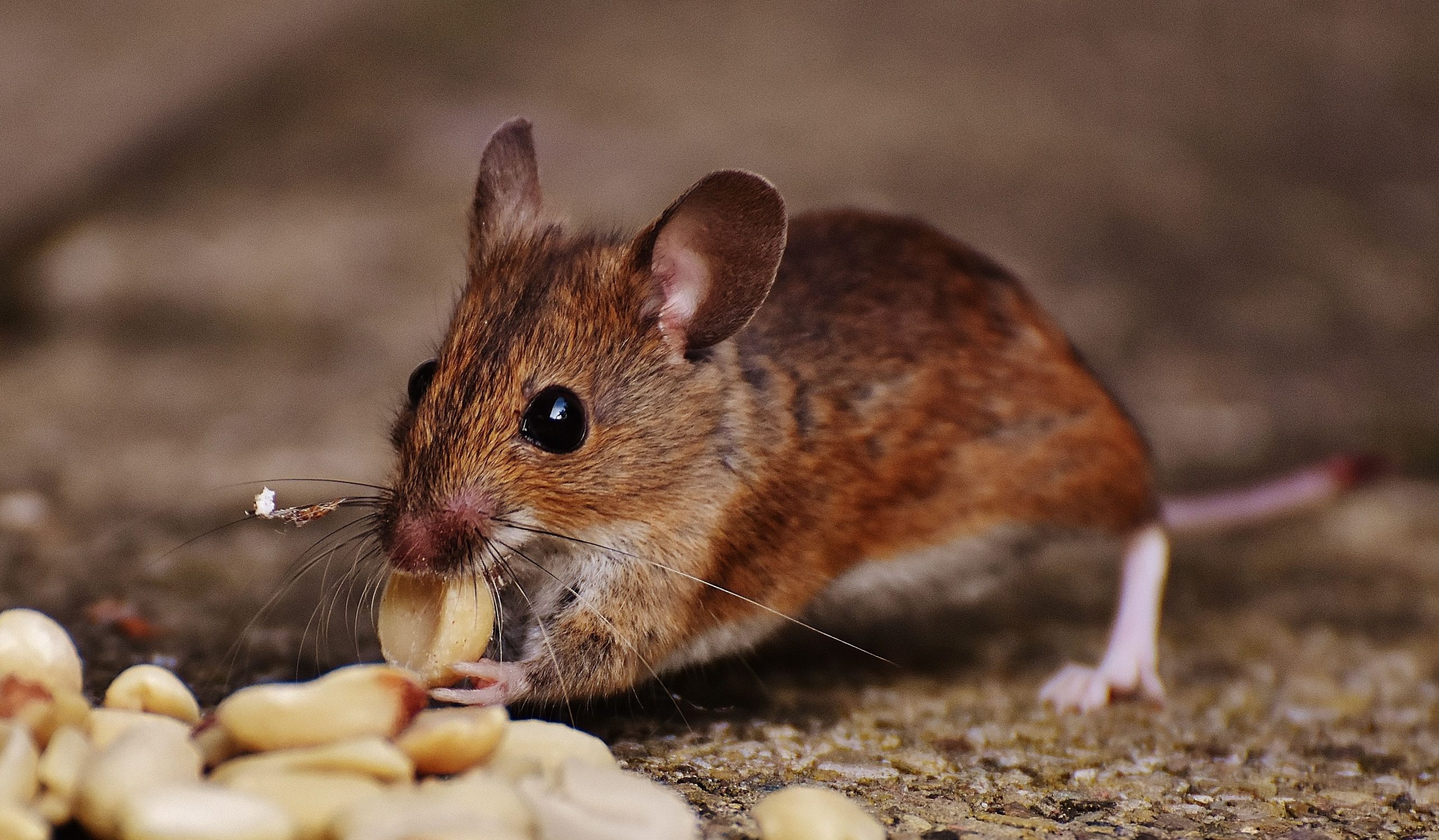 How Naperville Experts Respond Quickly to Urgent Rodent Problems