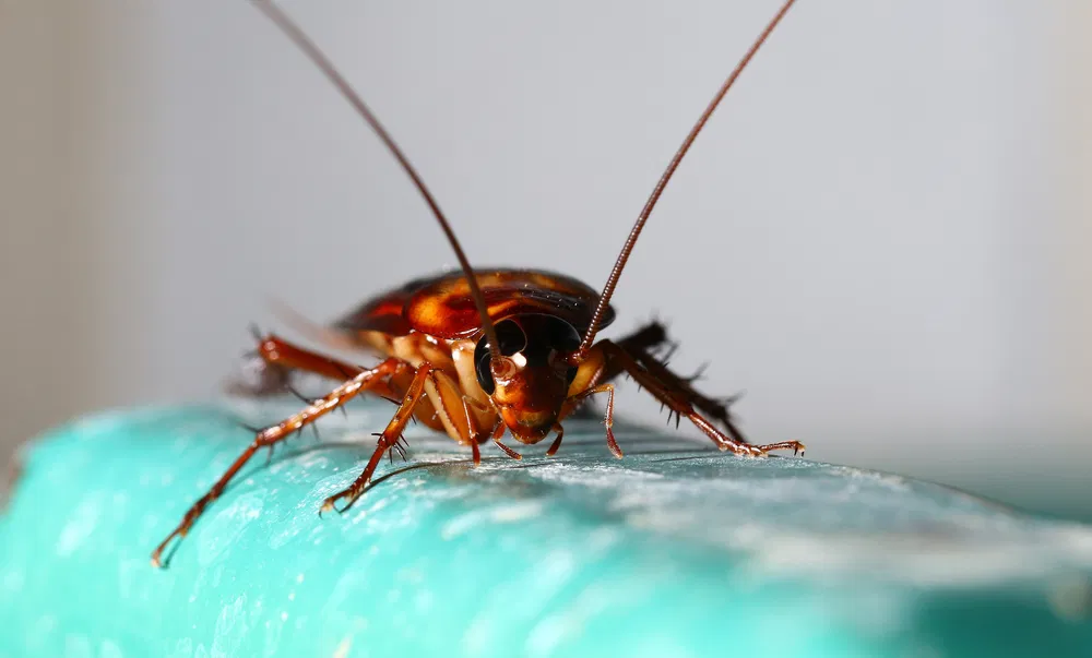 Effective Home Pest Solutions for Brooklyn Residents