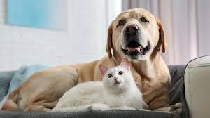 Pet Care Planning in the Business Landscape: The Strategic Role of Pet Age Calculators