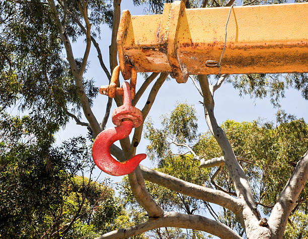 Reliable Crane Services for Safe and Efficient Tree Work