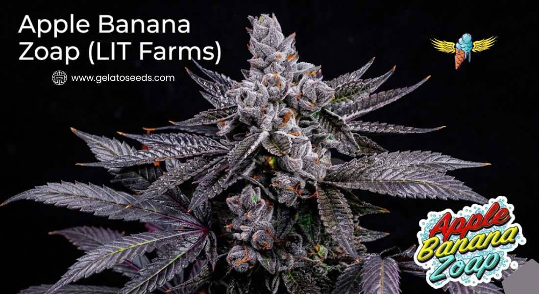 The Ultimate Guide to Apple Banana Zoap Seeds: A Triple-Threat Hybrid