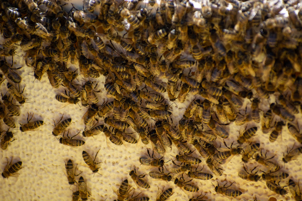 Connection Between Climate Change and Bee Nesting Patterns