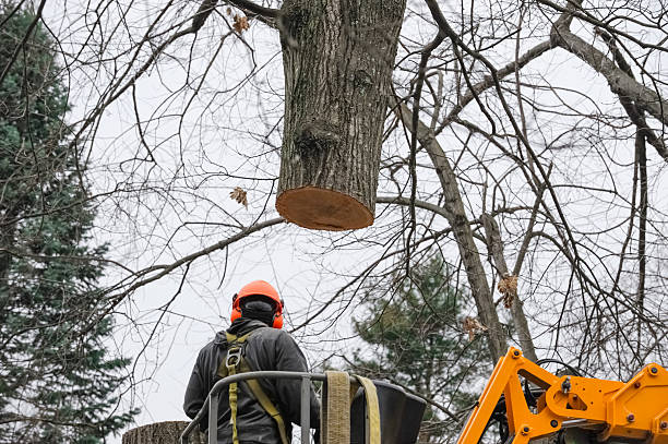 Tree Service Expert Care With Cutting Edge Tree Services