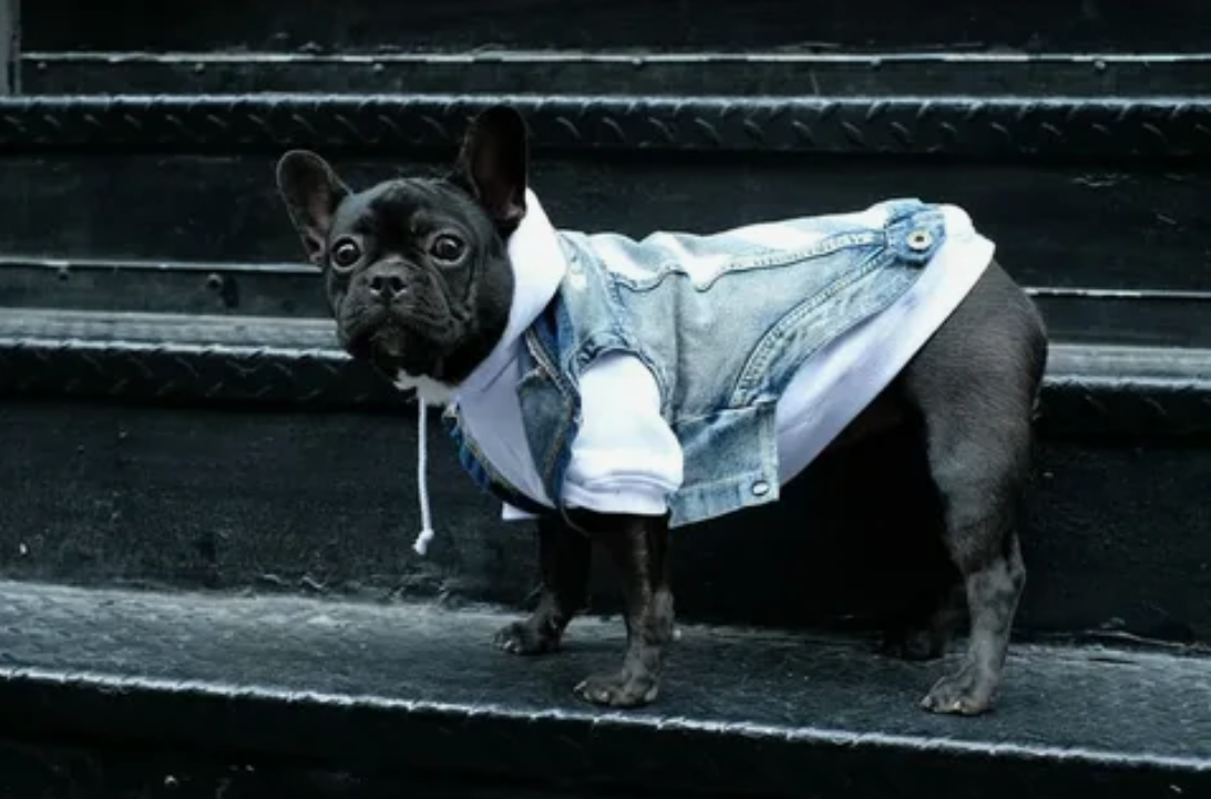 Street Style for Bulldog Lovers: Outfits That Speak Paw-sitivity