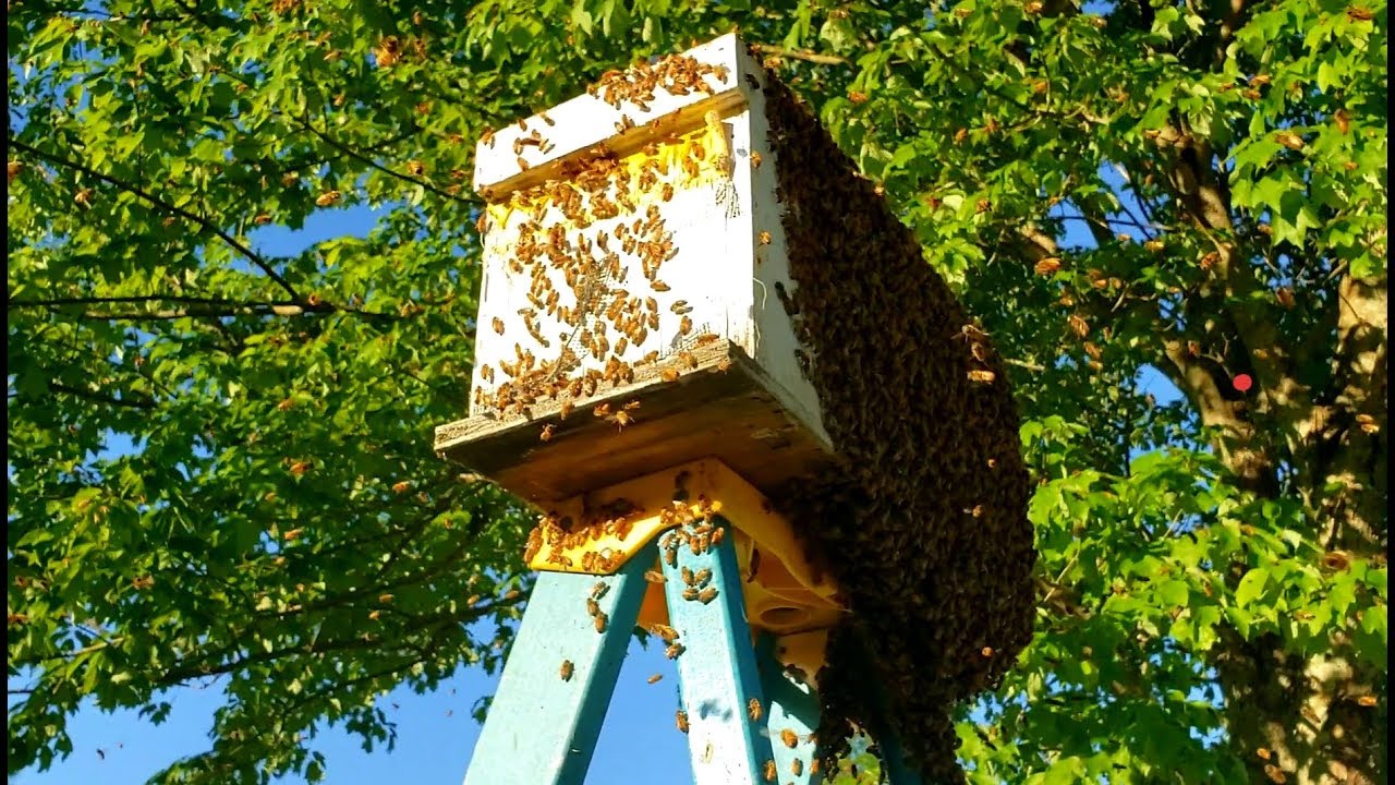 The Impact of Seasonal Blooms on Residential Bee Activity