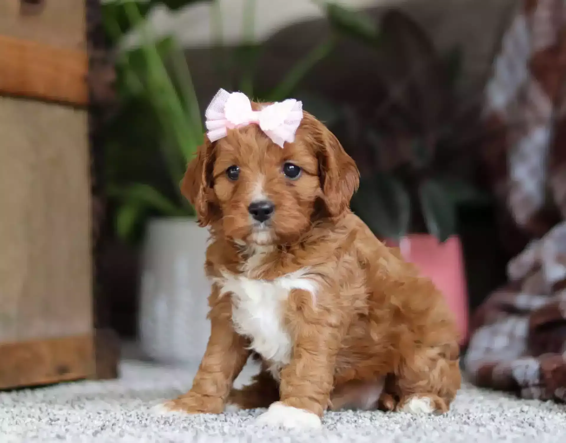 Toy Cavapoo: A Complete Guide to Raising a Happy, Healthy Companion