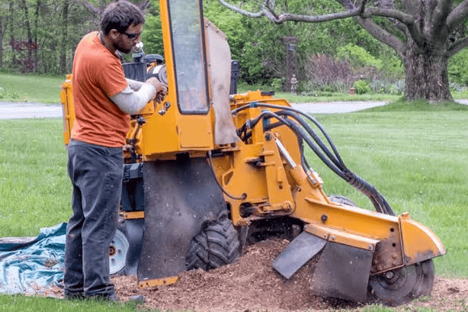 Why Stump Grinding Is Better Than Leaving a Tree Stump