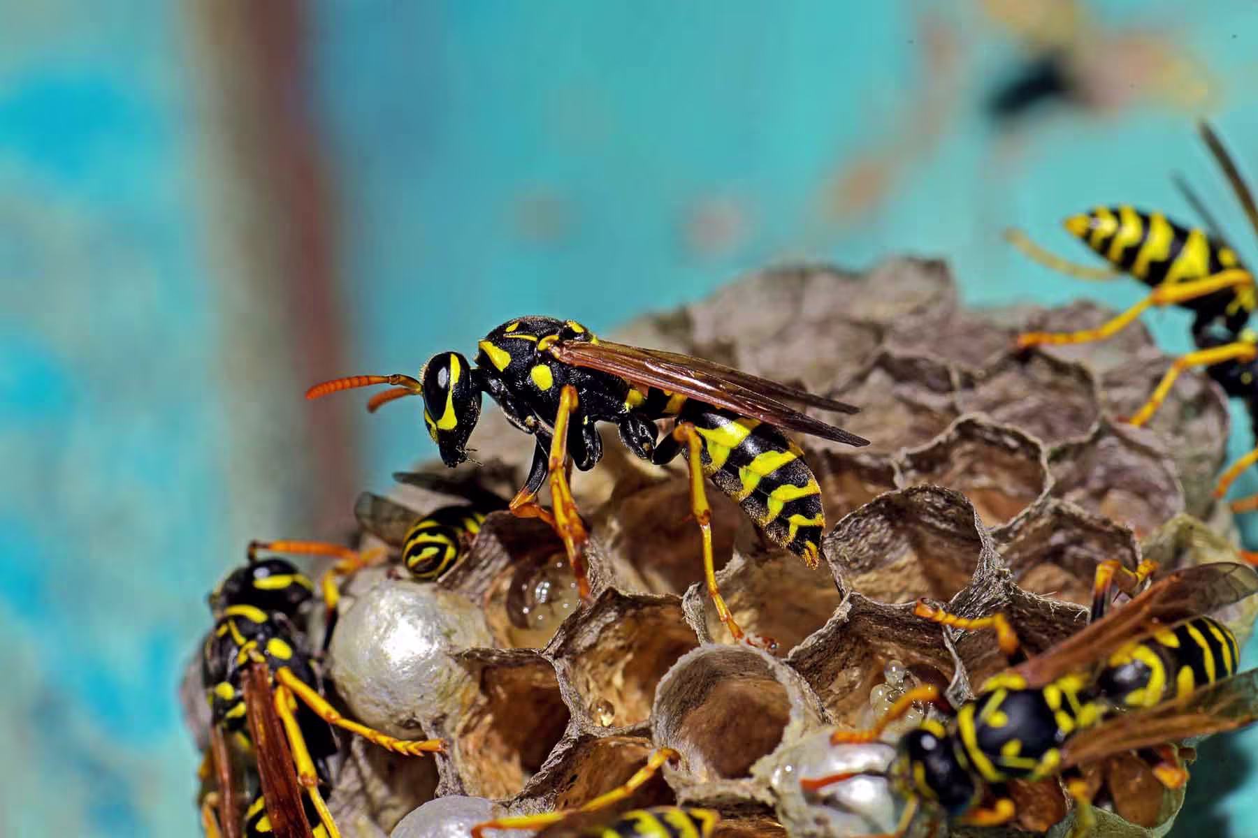 Hornet Exterminator: The Safest Way to Eliminate Dangerous Hornet Nests
