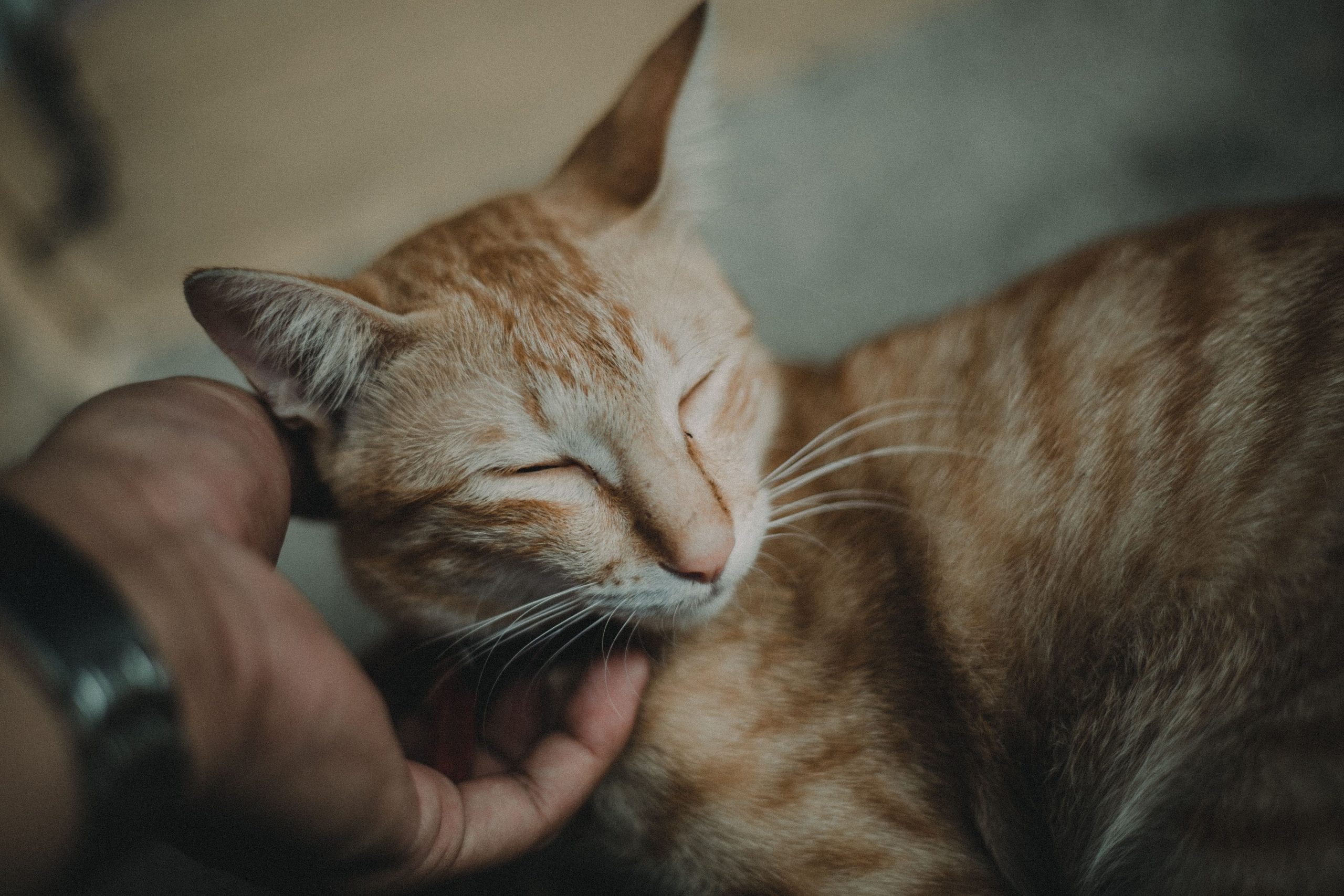 How Smart Pet Owners Can Manage Everyday Pet Expenses in 2026