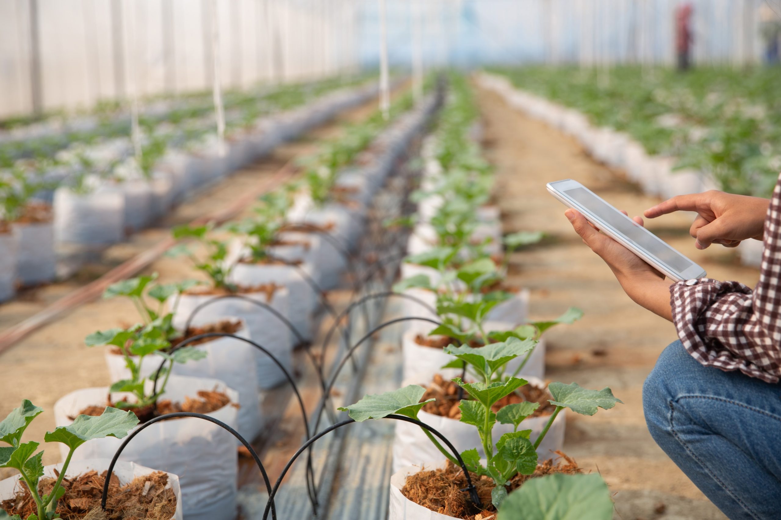 Why Do Smart Farming Techniques Increase Crop Yields Today?